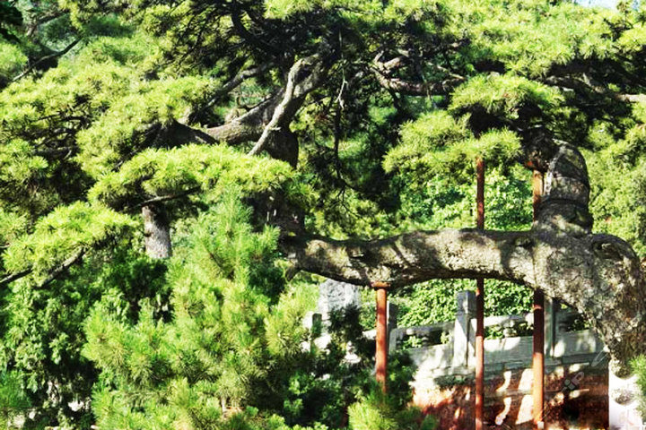 北京戒臺寺門票(門票-隨緣齋飯1次)