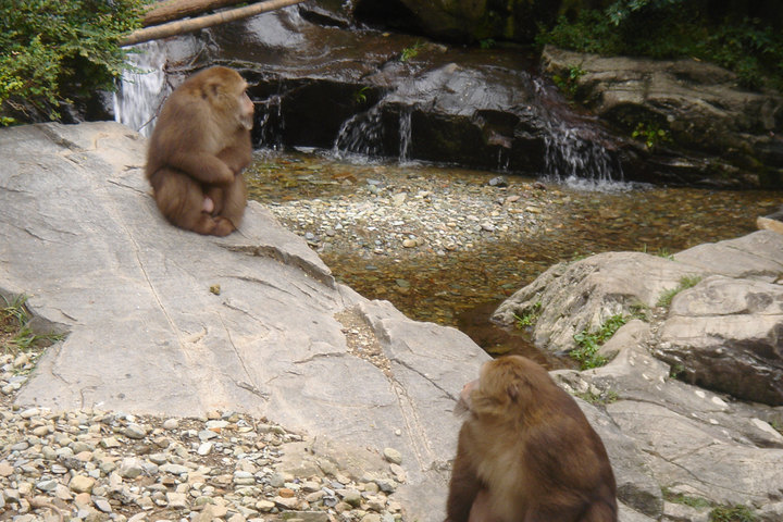 浮溪大峡谷猴谷